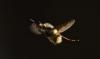 Bombylius major